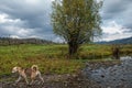 One stray dog walks along the shore of a stream on the bank of which grows a lonely tree against the backdrop of a village fence a Royalty Free Stock Photo