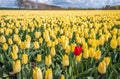 One striking red tulip between a whole field full of yellow tulips Royalty Free Stock Photo