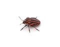 One striped beetle