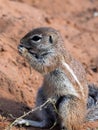 Striped Ground Squirrel, Xerus erythropus, looking for food in Kalahari, South Africa Royalty Free Stock Photo