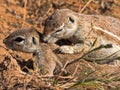 Striped Ground Squirrel, Xerus erythropus, watch the surroundings, Kalahari, South Africa Royalty Free Stock Photo