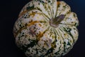 Single miniature green and white carnival squash Royalty Free Stock Photo