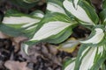 One-striped wavy plantain lily