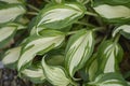 One-striped wavy plantain lily