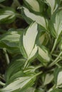 One-striped wavy plantain lily