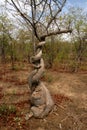 Strong liana tree encircles, Zambia