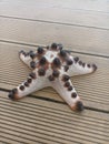 Uniquenness That Exist in One of the Starfish