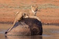 One subadult Lion ontop of a rock surrounded by water Kruger park South Africa