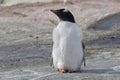 One subantarctic penguin on the stone beach. Antarctic Peninsula, Antarctica