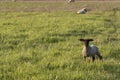 One Suffolk Lamb Royalty Free Stock Photo