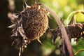 One sunflower is blooming.