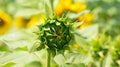 One sunflower bud , close-up. Royalty Free Stock Photo