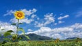 One sunflower close up sky background Royalty Free Stock Photo