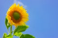 one sunflower flower against blue sky background, copy space. a symbol of revival, hope, and support Royalty Free Stock Photo