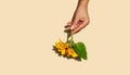 One sunflower flower in a female hand on a beige pastel background. Copy space Royalty Free Stock Photo