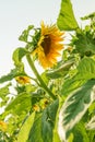 One sunflower among green lieves Royalty Free Stock Photo