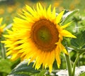 One sunflower growing in a field against a blurred nature background in summer. A single yellow flowering plant blooming Royalty Free Stock Photo