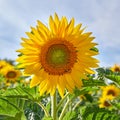 One sunflower growing in a field against a cloudy blue sky with copy space. A single yellow flowering plant blooming in Royalty Free Stock Photo