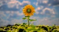 One Sunflower standing out from the rest of the crop. Royalty Free Stock Photo