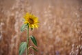 One sunflower in a weat field Royalty Free Stock Photo