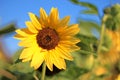Sunflower - helianthus - with blurred background