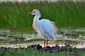 CATTLE EGRET in Mateing Plumage