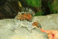 Squirrel in the forest eating from the hand Royalty Free Stock Photo