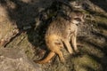 One of the suricates in the Krakow zoo