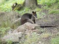 Swamp Wallaby, Wallabia bicolor, is one of the smaller kangaroos Royalty Free Stock Photo