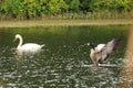 one swan floating, one goose coming in for landing, action shot Royalty Free Stock Photo