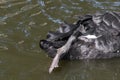 One swan keeps its leg stretched backwards above the water while swimming. Reflections in the water Royalty Free Stock Photo