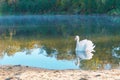 A lone Swan on a forest pond, one Swan on a lake