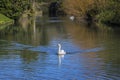 Swan at the Bishops Palace in Wells, Somerset