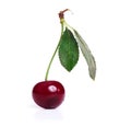 One sweet cherry with green leaf isolated Royalty Free Stock Photo