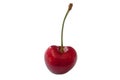 One sweet cherry Royalty Free Stock Photo