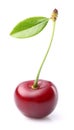 One sweet cherry Royalty Free Stock Photo