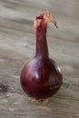 One sweet red onion Royalty Free Stock Photo