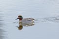 one swimming male common teal (Anas crecca) mirrored on water surface