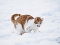 Tabby cat in the snow