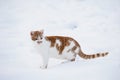 Tabby cat in the snow