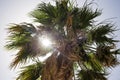 One tall green palm tree at Cyprus. Sunbeams through palm leaves, blue sky background, under view.