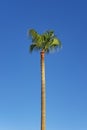 One tall palm tree of Copernicia genus, Carnauba palm with lush tropical foliage Royalty Free Stock Photo