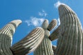 Tall Saguaro Cactus