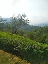 one of the tea gardens in the area like the country, cianjur Indonesia