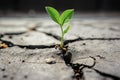 One tender sprout after rain sprouts from ground, symbolizing strength and determination. Life after the end of drought Royalty Free Stock Photo