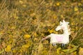 One textile toy unicorn stands on yellow foliage and grass, graze. Close-up. Blurred background. There is a place for text