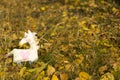 One textile toy unicorn stands on yellow foliage and grass, graze. Close-up. Blurred background. There is a place for text