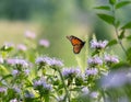 Monarch butterfly caught in flight ready to investigate a flower Royalty Free Stock Photo