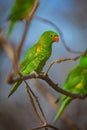 One of three green and yellow scaly-breasted lorikeets