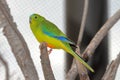 Orange-Bellied Parrot Neophema Chrysogaster Royalty Free Stock Photo